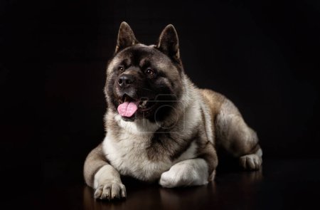 Téléchargez les photos : American Akita jeune chien se trouve sur un fond sombre avec une patte cachée sous lui - en image libre de droit