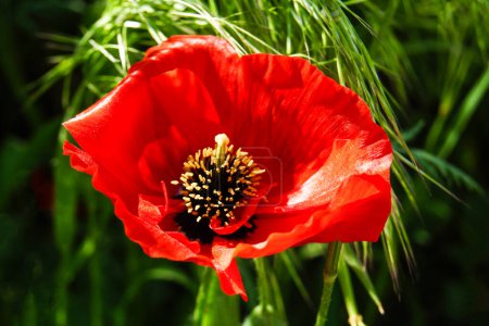 Close Up of a Vibrant Red Poppy Blooming in a Field of Green Grass