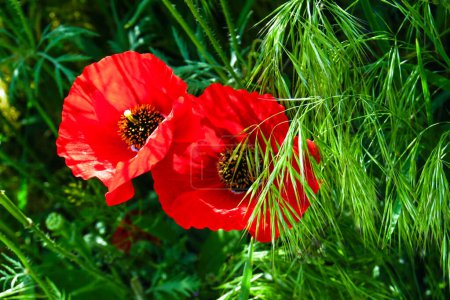 A close-up image of two bright red poppy flowers in full bloom amidst a lush green field of grass. The flowers are surrounded by long, slender green blades of grass that create a beautiful contrast to the vibrant red petals.