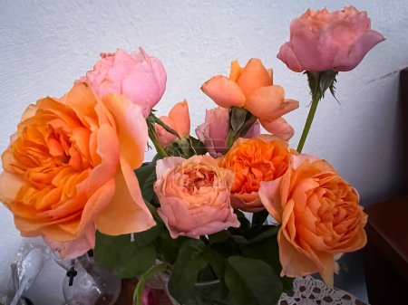 Téléchargez les photos : Vuvuzela Rose, fleur fleurie, couleur orange et d'innombrables pétales - en image libre de droit