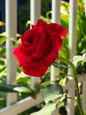 Téléchargez les photos : Rose de Baccara rouge, plante sans épines, belle fleur - en image libre de droit