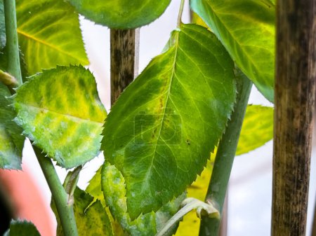 Foto de Problema de la hoja de rosa forma antracnosis mancha de la hoja, enfermedad fúngica planta insalubre - Imagen libre de derechos
