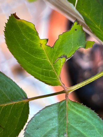 Photo for Rose leaf problem form anthracnose leaf spot,unhealthy plant fungal disease - Royalty Free Image
