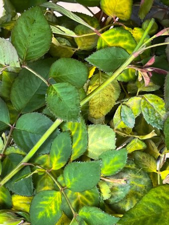 Foto de Problema de la hoja de rosa forma antracnosis mancha de la hoja, enfermedad fúngica planta insalubre - Imagen libre de derechos