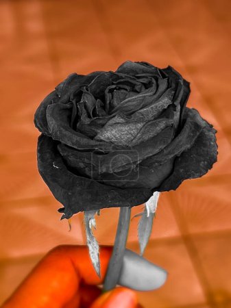 Foto de Rosa seca en tono dramático, signo de amor para siempre - Imagen libre de derechos