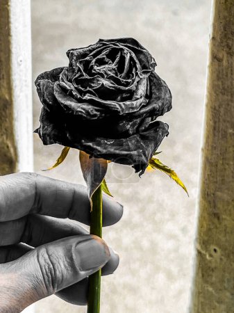 Foto de Rosa seca en tono dramático, signo de amor para siempre - Imagen libre de derechos