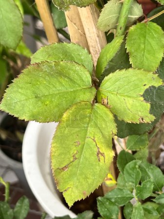 Foto de Botrytis Enfermedad brillante de la rosa, quemada en la superficie de las hojas y los pétalos, crecimiento fúngico marrón grisáceo - Imagen libre de derechos