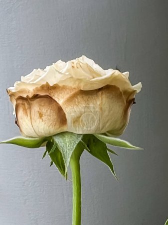 Foto de Botrytis Enfermedad brillante de la rosa, quemada en la superficie de las hojas y los pétalos, crecimiento fúngico marrón grisáceo - Imagen libre de derechos