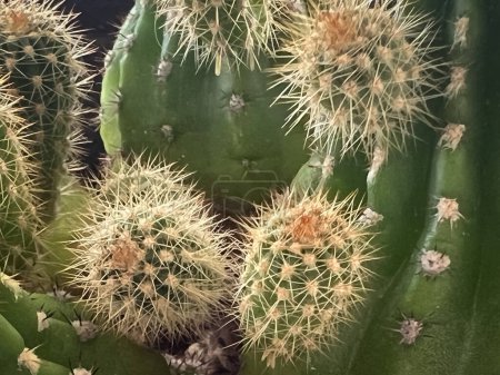 Photo for Cactus with sharp thorn around body - Royalty Free Image