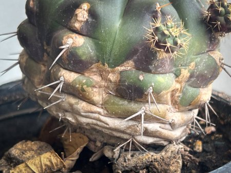 Téléchargez les photos : Texture et surface de la maladie du cactus, rouille des plantes et problème de pourriture - en image libre de droit