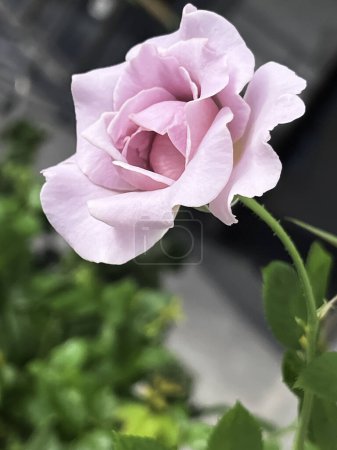 Foto de Especies de rosa eterna, pétalos de color lavanda púrpura, signo de amor romántico, hermosa planta de flores, luz borrosa alrededor - Imagen libre de derechos