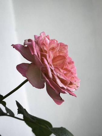 Téléchargez les photos : Kordes Jubilee Rose, pétales deux tons, belle fleur de l'espèce allemande. - en image libre de droit