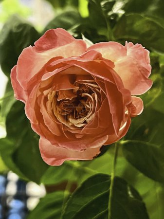 Téléchargez les photos : Kordes Jubilee Rose, deux tons pétales, belle espèce allemande flower.blurry lumière autour - en image libre de droit