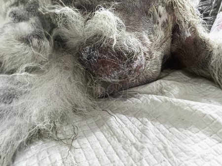 Foto de Inflamación escrotal del perro de bacteriana, fungle o viral.Red y áspero skin.dog problema de salud - Imagen libre de derechos