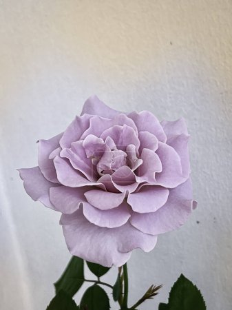 Foto de Florecientes especies de rosas eternas, pétalos de color lavanda púrpura, signo de amor romántico, hermosa planta de flores, luz borrosa alrededor - Imagen libre de derechos