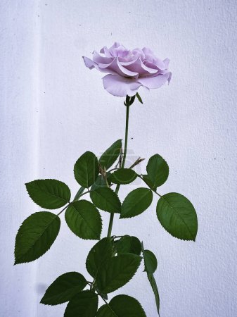 Foto de Especies de rosa única eterna, pétalos de color lavanda púrpura, signo de amor romántico, hermosa planta de flores, con hojas verdes, luz borrosa alrededor - Imagen libre de derechos