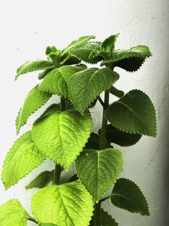 Photo for Indian borage or Country borage.fresh Green leaves.healthy herb, - Royalty Free Image