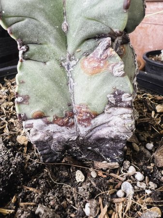 Gelbe und braune Textur auf der Oberfläche des Kaktus. Beschädigt durch Pilze und Parasiten. Das Problem und Symptom der Rostkrankheit.