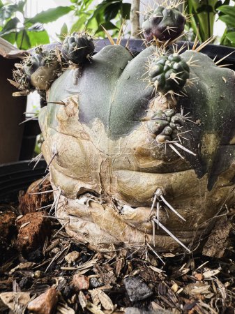 Gelbe und braune Textur auf der Oberfläche des Kaktus. Beschädigt durch Pilze und Parasiten. Das Problem und Symptom der Rostkrankheit.