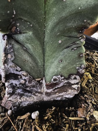 texture jaune et brune à la surface de Cactus.endommagée par le champignon et le parasite.Le problème de la rouille et les symptômes.