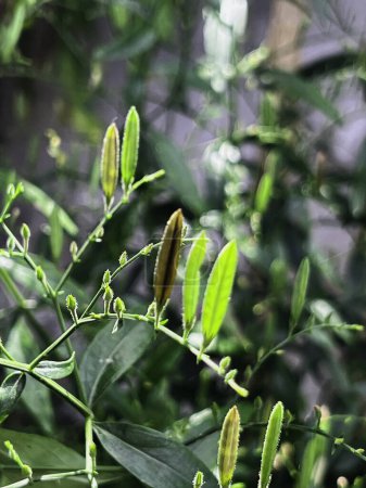 Kariyat Pflanze oder Andrographis paniculata.grüne Blätter und kleine Blüten um den Baum.Gesundes Kraut