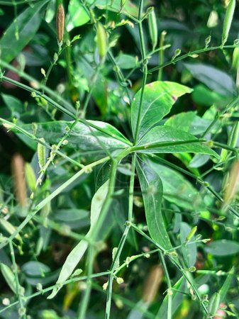 Planta de Kariyat o Andrographis paniculata.green hojas y pequeña flor alrededor de la hierba arbórea.