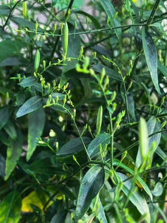 Kariyat Pflanze oder Andrographis paniculata.grüne Blätter und kleine Blüten um den Baum.Gesundes Kraut