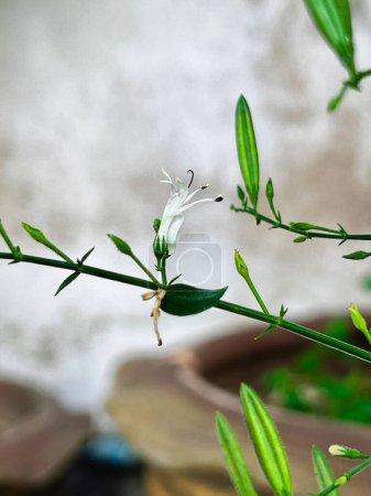 Pequeña flor de la planta de Kariyat o Andrographis paniculata.green hojas. Hierba sana, luz borrosa alrededor