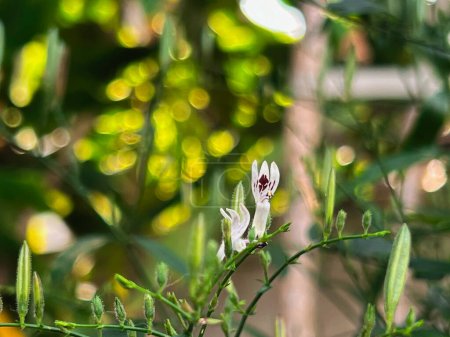 Pequeña flor de la planta de Kariyat o Andrographis paniculata.green hojas. Hierba sana, luz borrosa alrededor