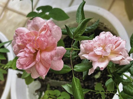 Rotkehlchen Rosenpflanze von heißem Wetter, Pfirsichfarbe Blütenblatt, Tassenform, wenn blüht.verschwommenes Licht um