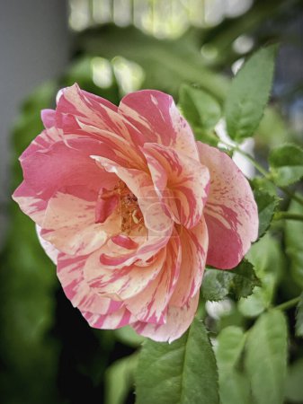 Neil Diamond Rosenpflanze, tiefrosa Farbe mit gestreiften Blütenblättern, süße Duftblume,