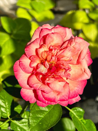 Téléchargez les photos : La mutation du temps chaud de Kordes Jubilee Rose plante avec des pétales bordés de rose foncé, changer la forme et la couleur des fleurs, reflet de la lumière du soleil qui brille autour. - en image libre de droit