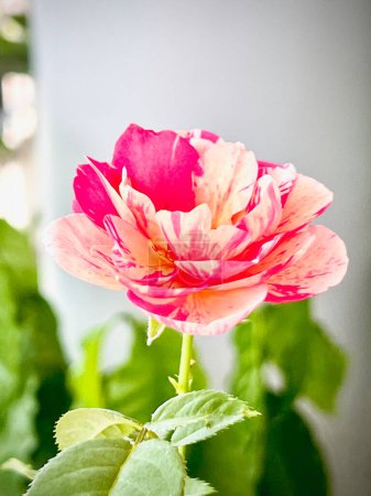 Neil Diamond rosa planta, color rosa profundo con pétalos de rayas, flor fragancia dulce,