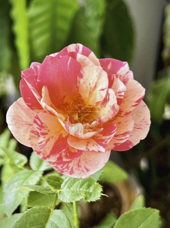Neil Diamond rosa planta, color rosa profundo con pétalos de rayas, flor fragancia dulce,