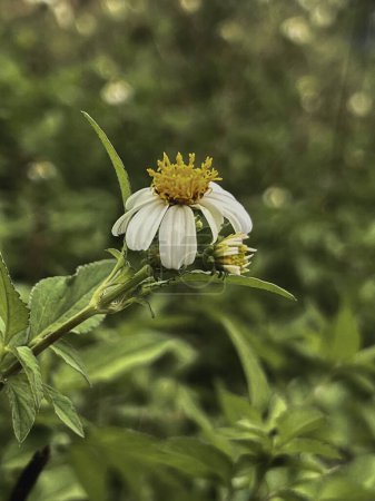 Foto de Sapnish Flor de aguja o planta Biden Pilosa, pétalo blanco con maleza amarilla pollen.beautiful y útil - Imagen libre de derechos