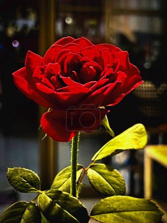 Heart Throb Rose plante, pétales de velours rouge vif, belle fleur.