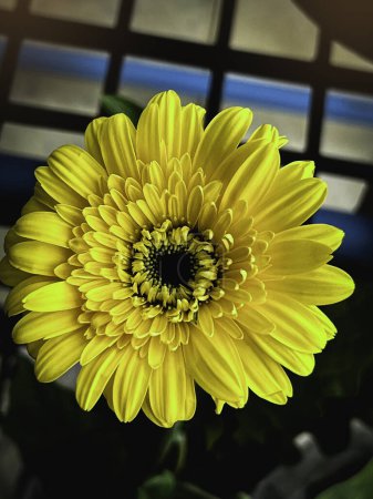 Flor Gerbera, con pequeños pétalos amarillos claros, polen negro, símbolo de inocencia, pureza, realeza alegre y amorosa, belleza por naturaleza
