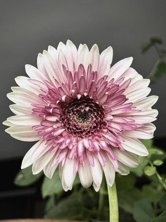 Gerbera flower,with small gradient pink petals,symbolise of innocense,pureity,cheerful and love royalty,beauty by nature