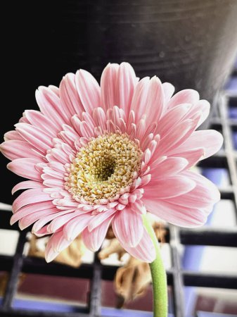 Flor Gerbera, con pequeños pétalos de color rosa claro, símbolo de inocencia, pureza, realeza alegre y amorosa, belleza por naturaleza