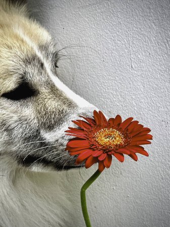 Gerberas rojas cubren la nariz del perro, signo y símbolo de pureza y amor.