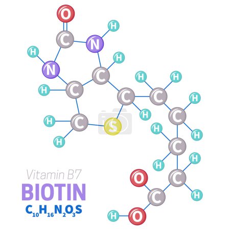 Ilustración de Biotina Vitamina B7 Estructura de la molécula Ilustración - Imagen libre de derechos