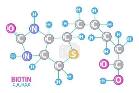 Ilustración de Biotina Vitamina B7 Estructura Molécula Fórmula Ilustración - Imagen libre de derechos