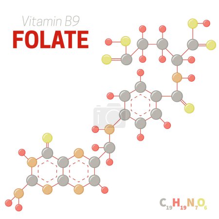 Fórmula de estructura molecular de folato o vitamina B9 Ilustración