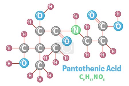 Pantothenic Acid Vitamin B5 Molecule Formula Illustration
