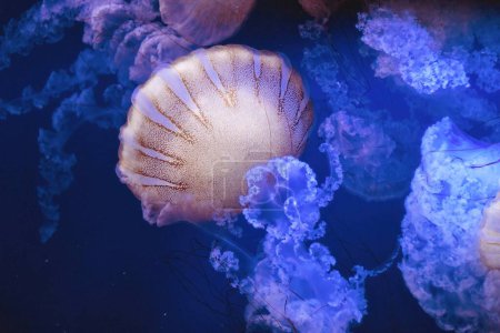 Foto de Primer plano de un enjambre de medusas de Chrysaora plocamia, comúnmente conocida como ortiga marina sudamericana - Imagen libre de derechos