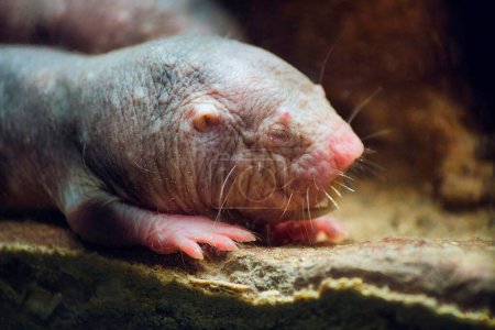 Photo for A close-up shot of a naked mole rat in an underground burrow - Royalty Free Image