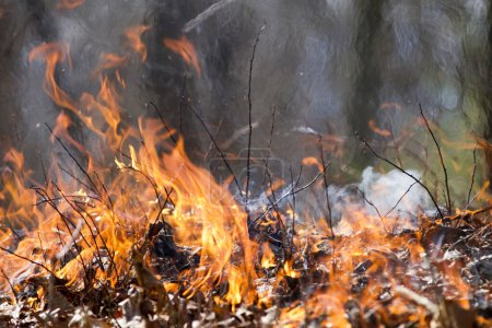 Nahaufnahme von Flammen, die getrocknete gemahlene Blätter und Zweige bei einem Waldbrand verbrennen