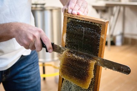 Primer plano de un hombre cortando un pedazo de panal de abeja de un marco de colmena, goteando con miel orgánica