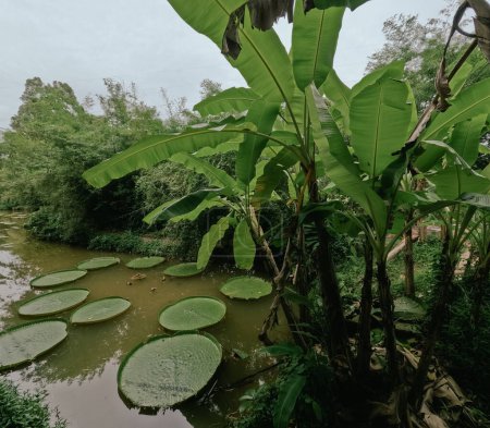 Giant lily pad waterfront villa landscape at Phuket Thailand
