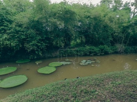 Téléchargez les photos : Paysage naturel luxuriant dans une réserve naturelle à Phuket Thaïlande - en image libre de droit